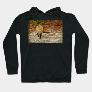 Red Fox Hoodie